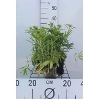 GRDplanten 6 x Dianthus barb. 'Indianer Teppich' - Nelke - Topf 9 x 9 cm