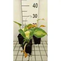 GRDplanten 6 x Hosta sieb. 'Great Expectations' - Hosta - Topf 9 x 9 cm