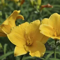 GRDplanten 6 x Hemerocallis hybr. 'Stella d' Oro' - taglilie - Topf 9 x 9 cm