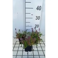 GRDplanten 6 x Thymus pulegioides - Thymian - Topf 9 x 9 cm