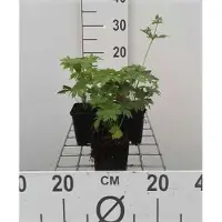 GRDplanten 6 x Geranium sylv. 'Mayflower' - Storchenschnabel - Topf 9 x 9 cm