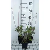 GRDplanten 6 x Cosmos atrosanguineus - Schokoladenblume - Topf 9 x 9 cm