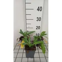 GRDplanten 6 x Papaver or. 'Allegro' - Mohn - Topf 9 x 9 cm
