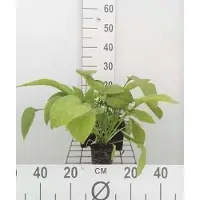 GRDplanten 6 x Symphytum grandifl. 'Wisley Blue' - Beinwell - Topf 9 x 9 cm