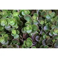 GRDplanten 6 x Sedum 'Makinoi' - Fettblatt - Topf 9 x 9 cm