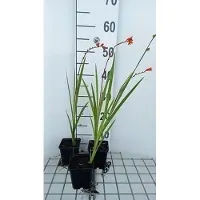 GRDplanten 6 x Crocosmia hybr. 'Red King' - Crocosmia - Topf 9 x 9 cm