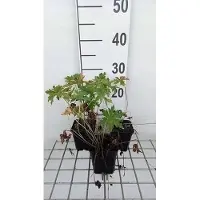 GRDplanten 6 x Geranium prat. 'Splish Splash' - Storchenschnabel- Topf 9 x 9 cm