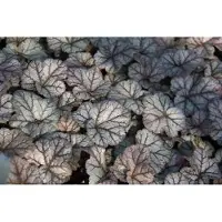 GRDplanten 6 x Heuchera hybr. 'Cinnabar Silver' - Purpurglöckchen - Topf 9 x 9 cm