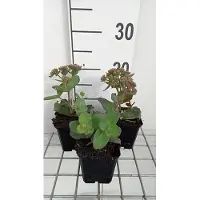 GRDplanten 6 x Sedum hybr. 'Matrona' - Fettblatt - Topf 9 x 9 cm
