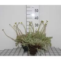 GRDplanten 6 x Sedum reflexum - Fettblatt - Topf 9 x 9 cm
