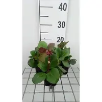GRDplanten 6 x Bergenia cord. 'Rotblum' - pseudodictamnus - Topf 9 x 9 cm