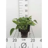 GRDplanten 6 x Symphytum grandiflorum - Beinwell - Topf 9 x 9 cm