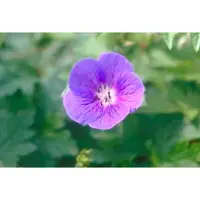 GRDplanten 6 x Geranium himalayense (grandiflorum) - Storchenschnabel- Topf 9 x 9 cm