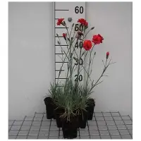 GRDplanten 6 x Dianthus (p) 'David' - Nelke - Topf 9 x 9 cm