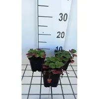 GRDplanten 6 x Fragaria (a) 'Lipstick' - Wald-Erdbeere - Topf 9 x 9 cm