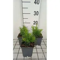 GRDplanten 6 x Santolina rosm. 'Lemon Fizz' - Heiligenkraut - Topf 9 x 9 cm