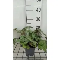 GRDplanten 6 x Heucherella hybr. 'Kimono' - Bastardschaumblüte - Topf 9 x 9 cm