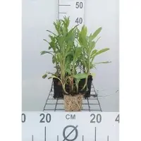 GRDplanten 6 x Leucanthemum (m) 'Polaris' - Margerite - Topf 9 x 9 cm