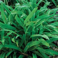 GRDplanten 6 x Carex plantaginea - Breitblattsegge - Topf 9 x 9 cm