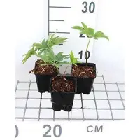 GRDplanten 6 x Helleborus purpurascens - Helleborus - Topf 9 x 9 cm