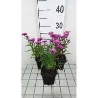 GRDplanten 6 x Aster n.-b. 'Karminkuppel' - Herbstaster - Topf 9 x 9 cm