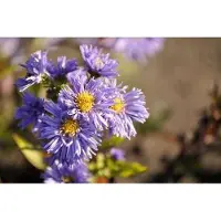 GRDplanten 6 x Aster n.-b. 'Marie Ballard' - Herbstaster - Topf 9 x 9 cm