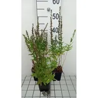 GRDplanten 6 x Lythrum sal. 'Robin' - Weiderich - Topf 9 x 9 cm