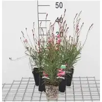 GRDplanten 6 x Gaura lindh. 'Siskiyou Pink' (oenothera lindh.) - Gaura - Topf 9 x 9 cm