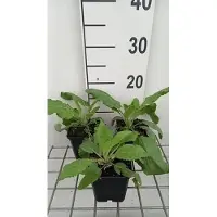 GRDplanten 6 x Salvia prat. 'Sky Dance' - Sternmoos - Topf 9 x 9 cm