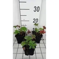 GRDplanten 6 x Geranium prat. 'Else Lacey' - Storchenschnabel - Topf 9 x 9 cm