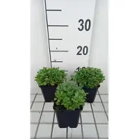 GRDplanten 6 x Aubrieta hybrida 'Bressingham Red' - Blaukissen - Topf 9 x 9 cm