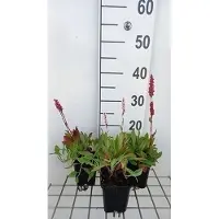 GRDplanten 6 x Persicaria aff. 'Dimity' - Kerzenknöterich - Topf 9 x 9 cm