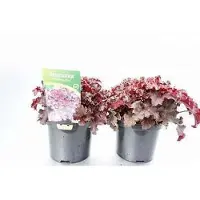 GRDplanten 6 x Heuchera amer. 'Melting Fire' - Purpurglöckchen - Topf 9 x 9 cm
