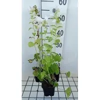 GRDplanten 6 x Campanula latifolia 'Macrantha Alba' - Bergminze - Topf 9 x 9 cm
