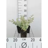 GRDplanten 6 x Sedum sieboldii - Fettblatt - Topf 9 x 9 cm