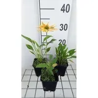 GRDplanten 6 x Echinacea purp. 'Espinoso Yellow' - Sonnenhut - Topf 9 x 9 cm