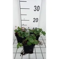 GRDplanten 6 x Geranium sang. 'Max Frei' - Storchenschnabel - Topf 9 x 9 cm
