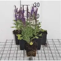 GRDplanten 6 x Salvia nem. 'Blaukönigin' ('blue queen') - Sternmoos - Topf 9 x 9 cm