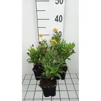 GRDplanten 6 x Helenium hybr. 'Double Trouble' - Sonnenbraut - Topf 9 x 9 cm