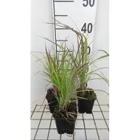 GRDplanten 6 x Andropogon gerardii - Gerards Blauhalm - Topf 9x9cm