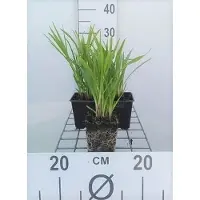 GRDplanten 6 x Liatris spic. 'Kobold' - Prachtscharte - Topf 9 x 9 cm