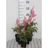 GRDplanten 6 x Astilbe (a) 'Fanal' - Prachtspiere - Topf 9 x 9 cm