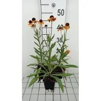 GRDplanten 6 x Helenium hybr. 'Carmen' - Sonnenbraut - Topf 9 x 9 cm