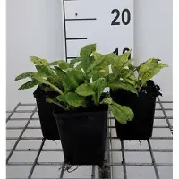 GRDplanten 6 x Pulmonaria ang. 'Azurea' - Braunelle - Topf 9 x 9 cm