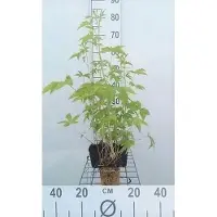 GRDplanten 6 x Filipendula purp. 'Elegans' - Mädesüß - Topf 9 x 9 cm