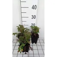 GRDplanten 6 x Sanguisorba 'Proud Mary' - Pimpinelle - Topf 9 x 9 cm