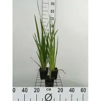 GRDplanten 6 x Iris pseudacorus - Schwertlilie - Topf 9 x 9 cm