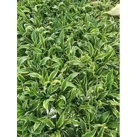 GRDplanten 6 x Hosta hybr. 'Wolverine' - Hosta - Topf 9 x 9 cm