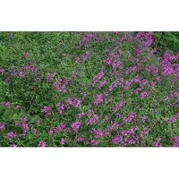 GRDplanten 6 x Lythrum sal. 'Lady Sackville' - Weiderich - Topf 9 x 9 cm