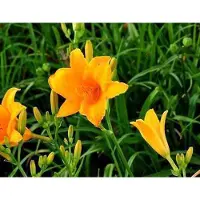 GRDplanten 6 x Hemerocallis hybr. 'Aten' - taglilie - Topf 9 x 9 cm